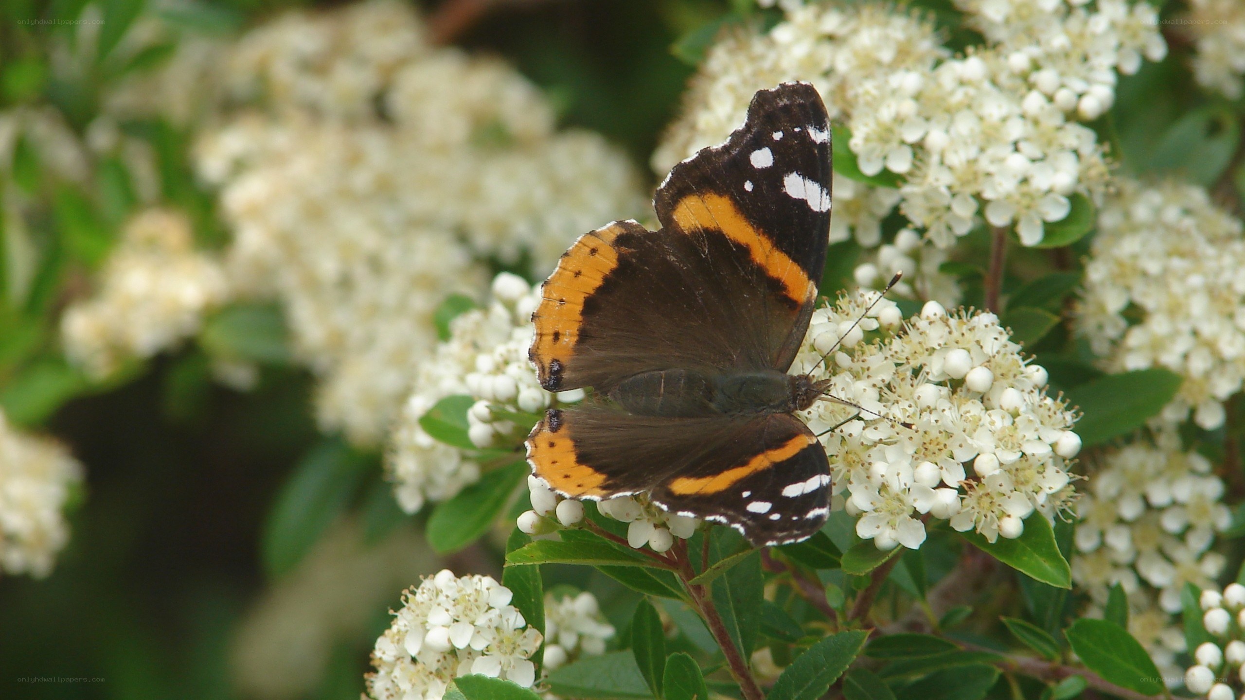 butterfly on white flowers