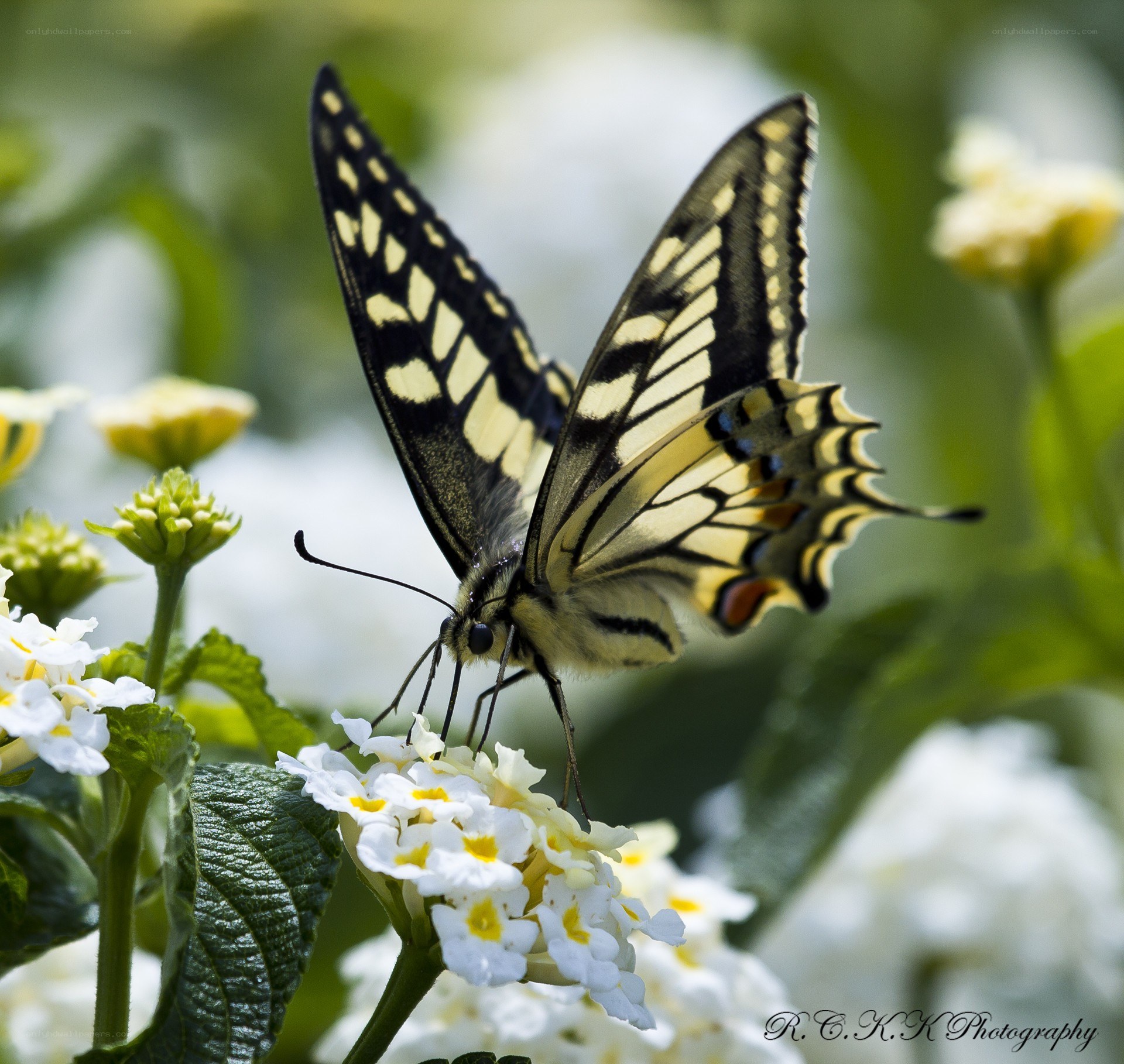 Butterfly on white flowers