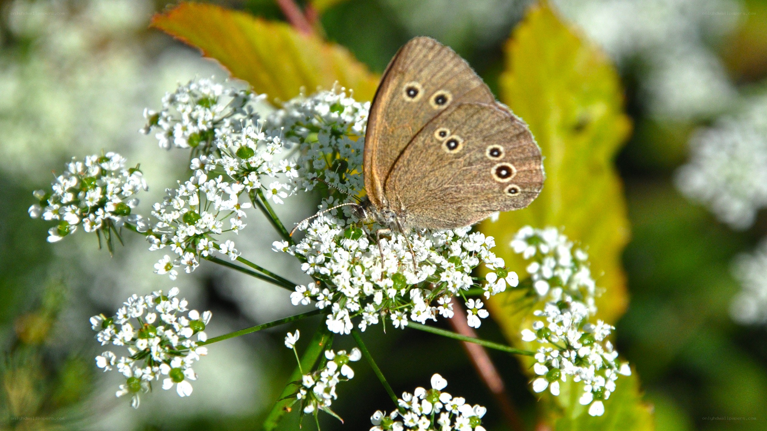 Butterfly on white flowers