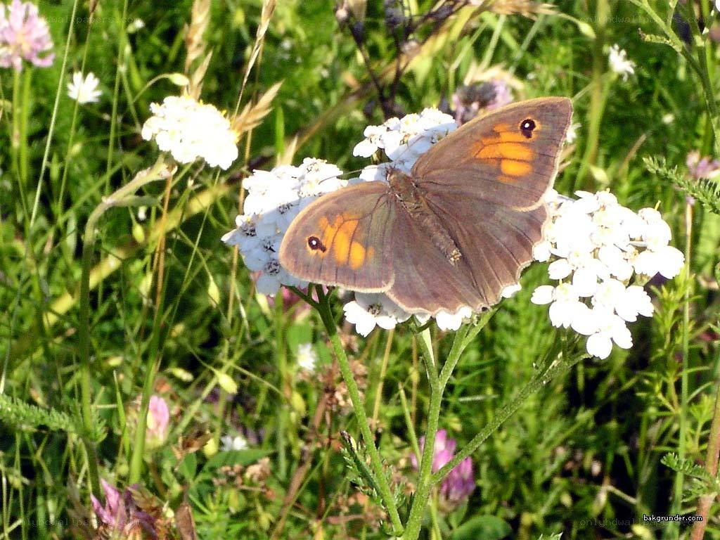 Butterfly on white flowers