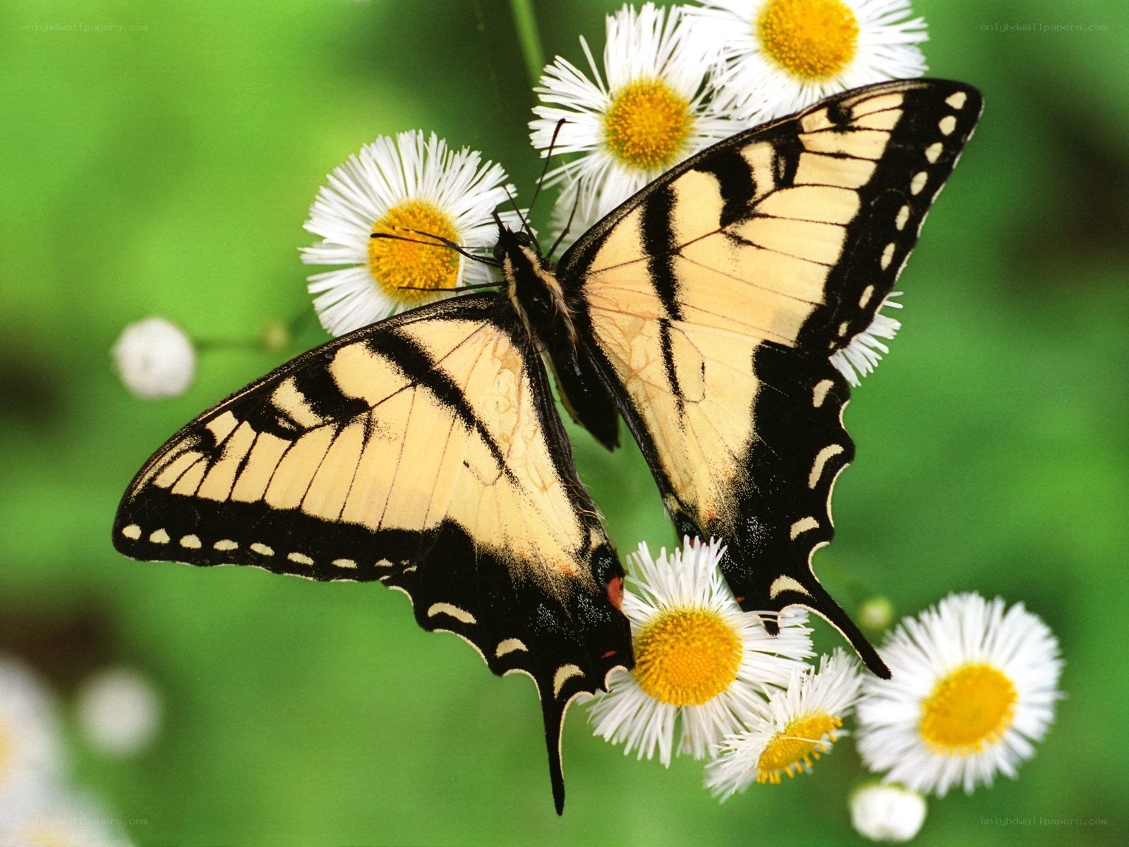 Butterfly on white flowers