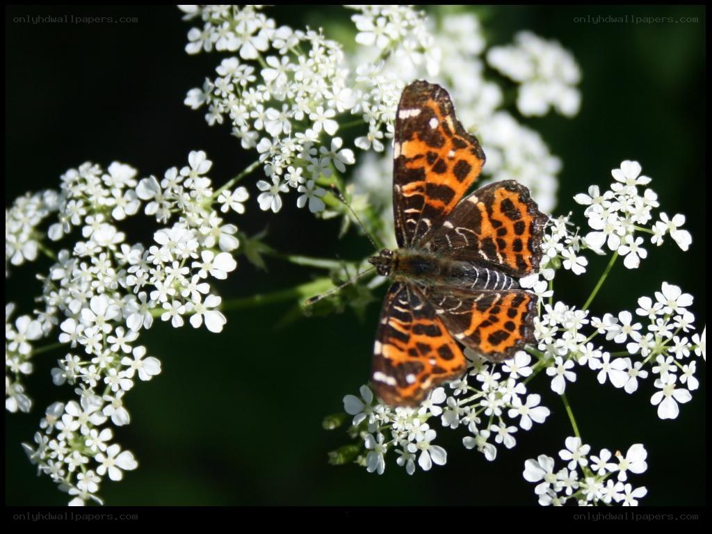 butterfly on white flowers