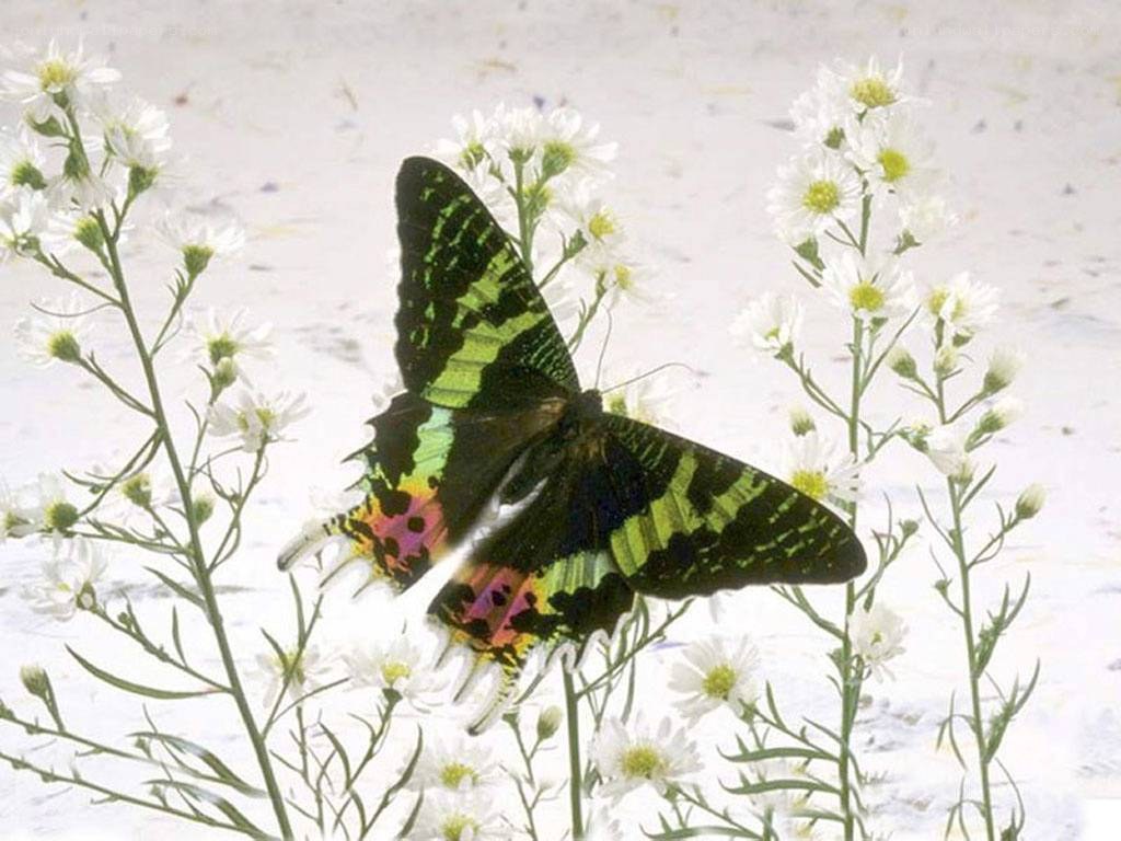 butterfly on white flowers
