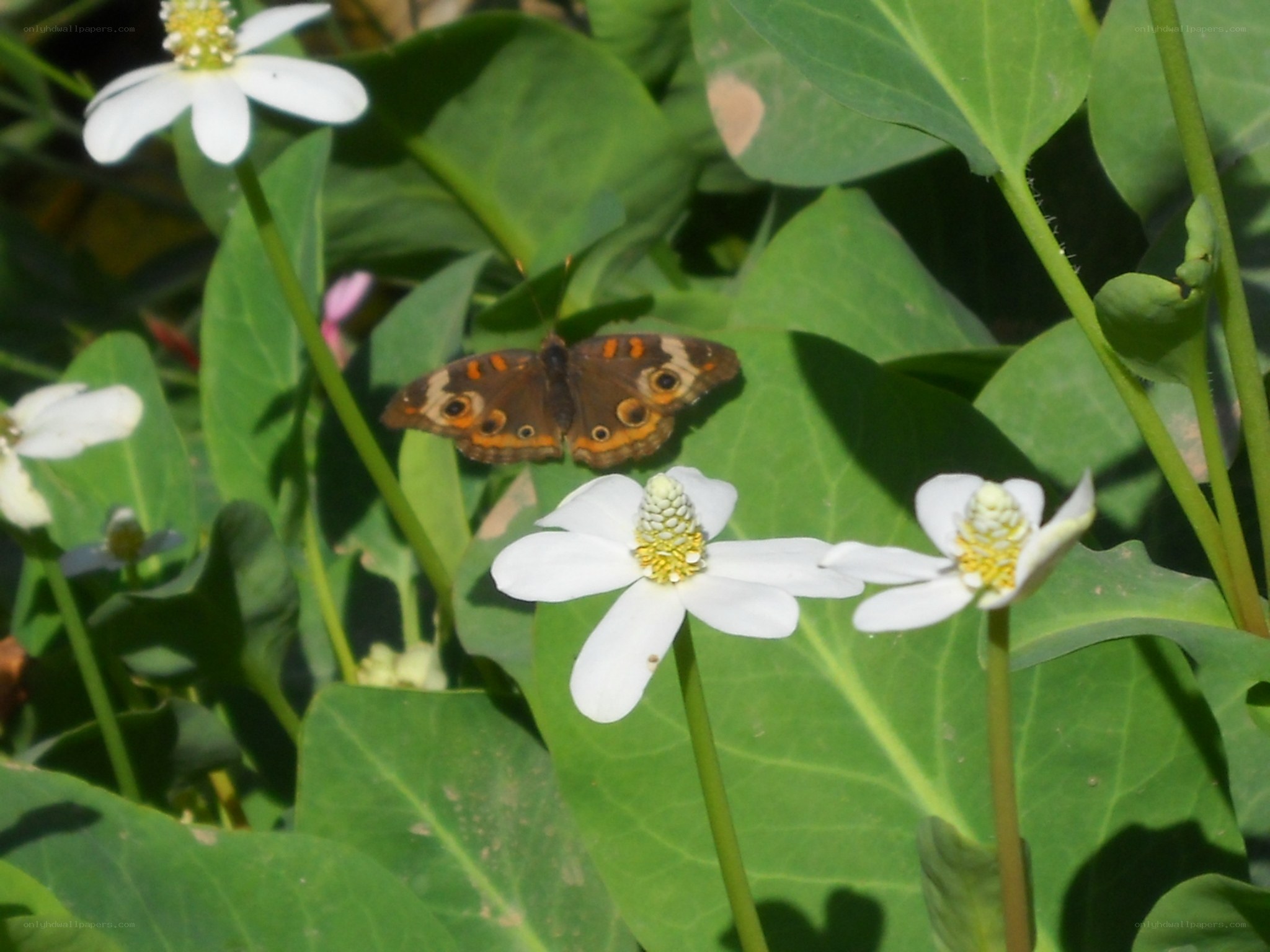 Butterfly on white flowers