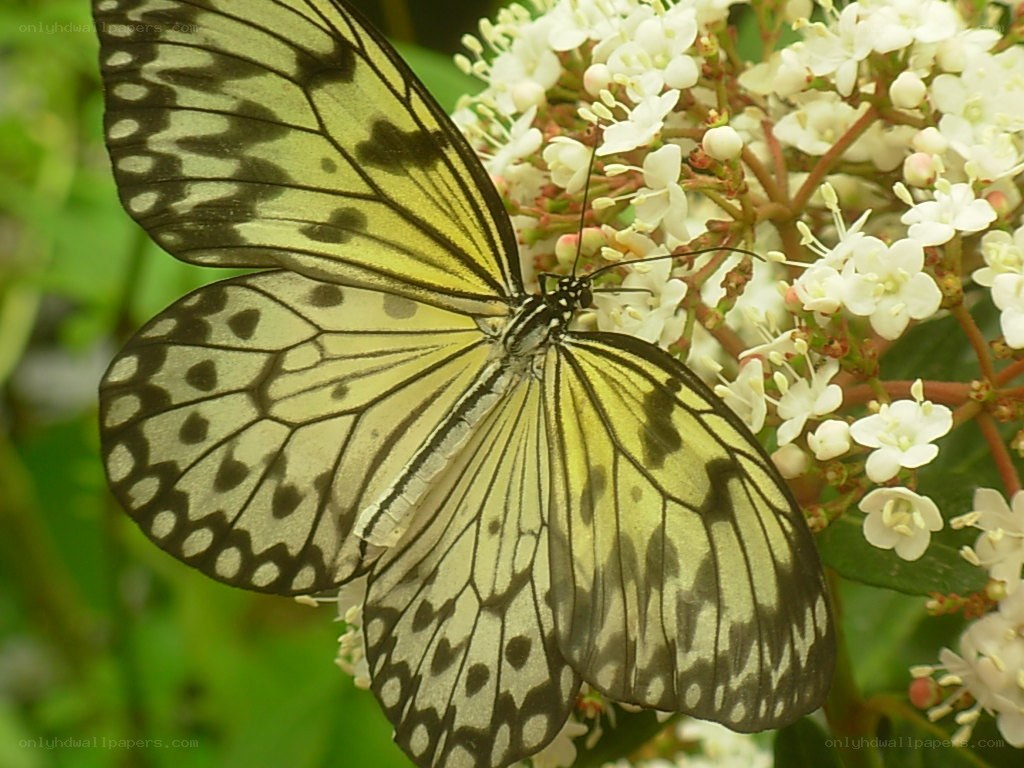 butterfly on white flowers