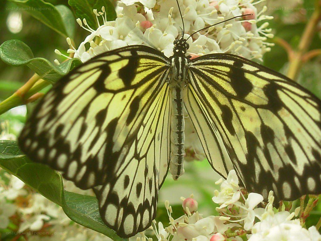 butterfly on white flowers