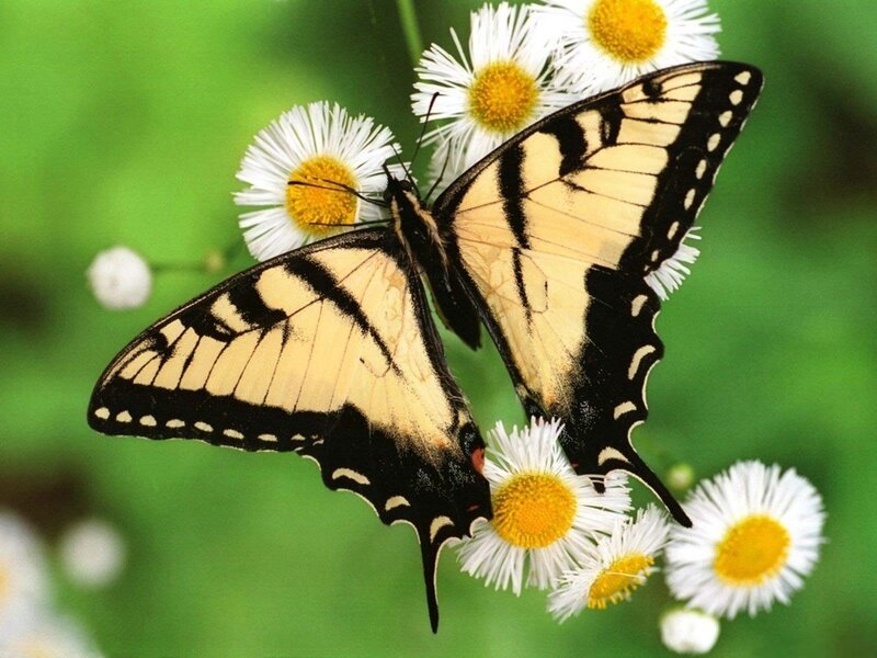 Butterfly on white flowers