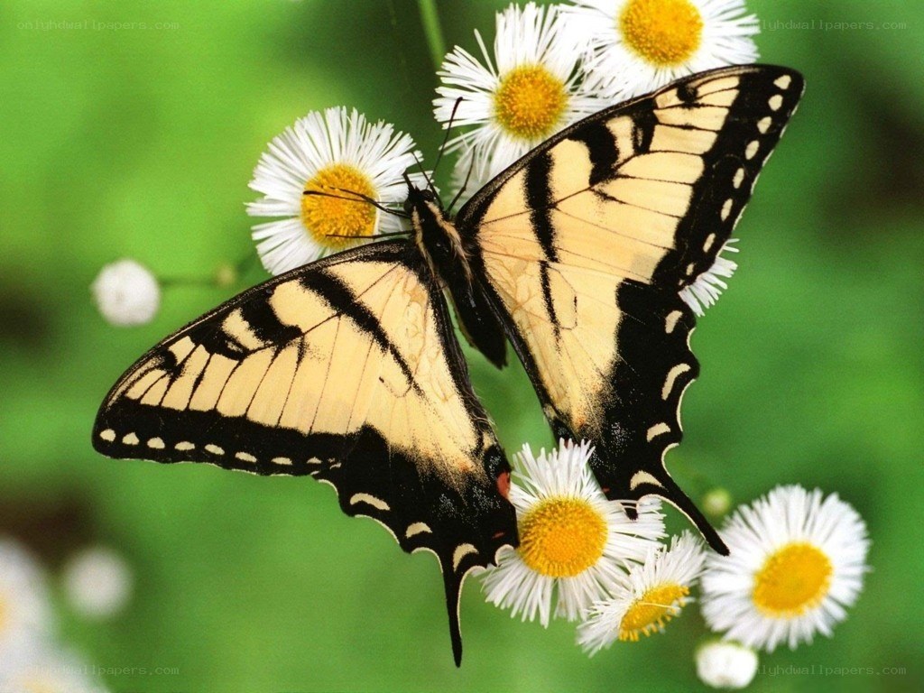 Butterfly on white flowers
