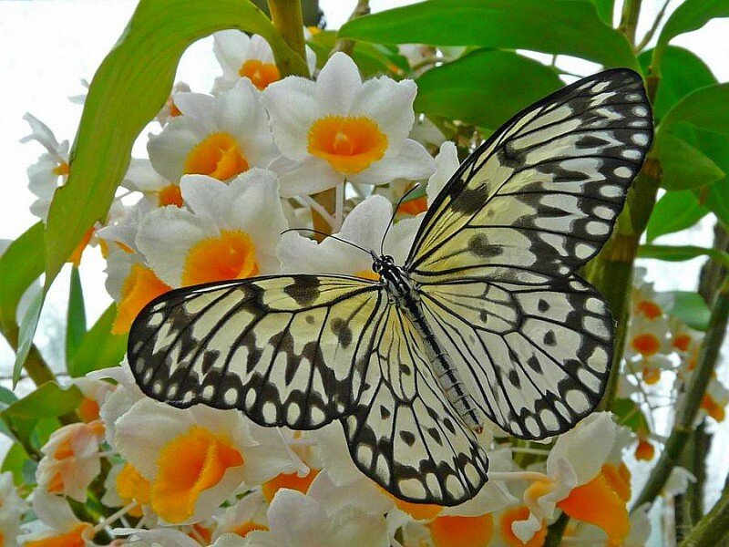 Butterfly on white flowers