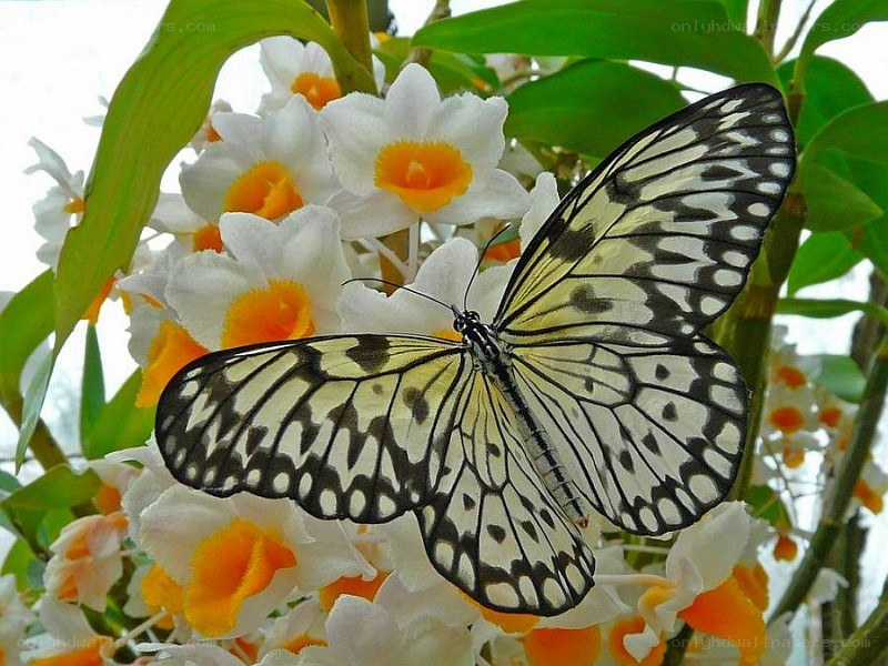 Butterfly on white flowers
