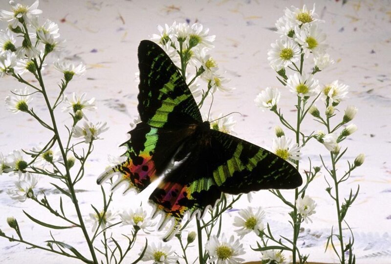 Butterfly on white flowers