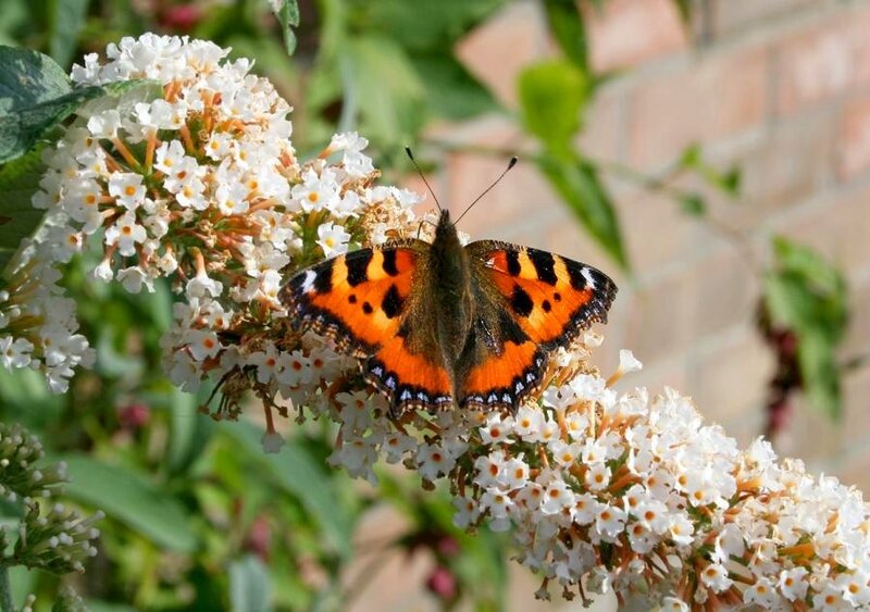 butterfly on white flowers