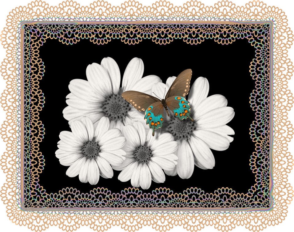 butterfly on white flowers