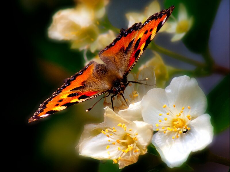 butterfly on white flowers