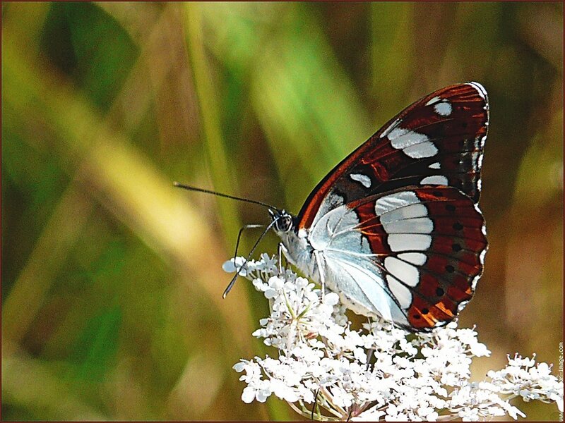 butterfly on white flowers