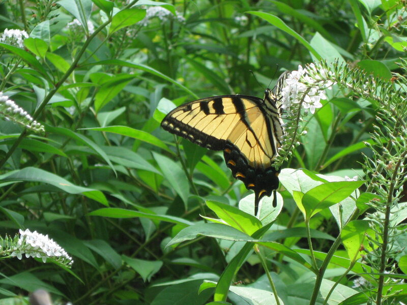 Butterfly on white flowers