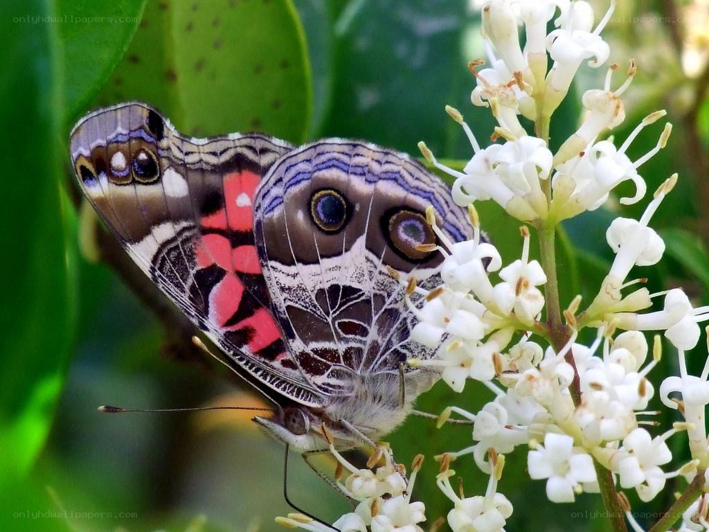 butterfly on white flowers