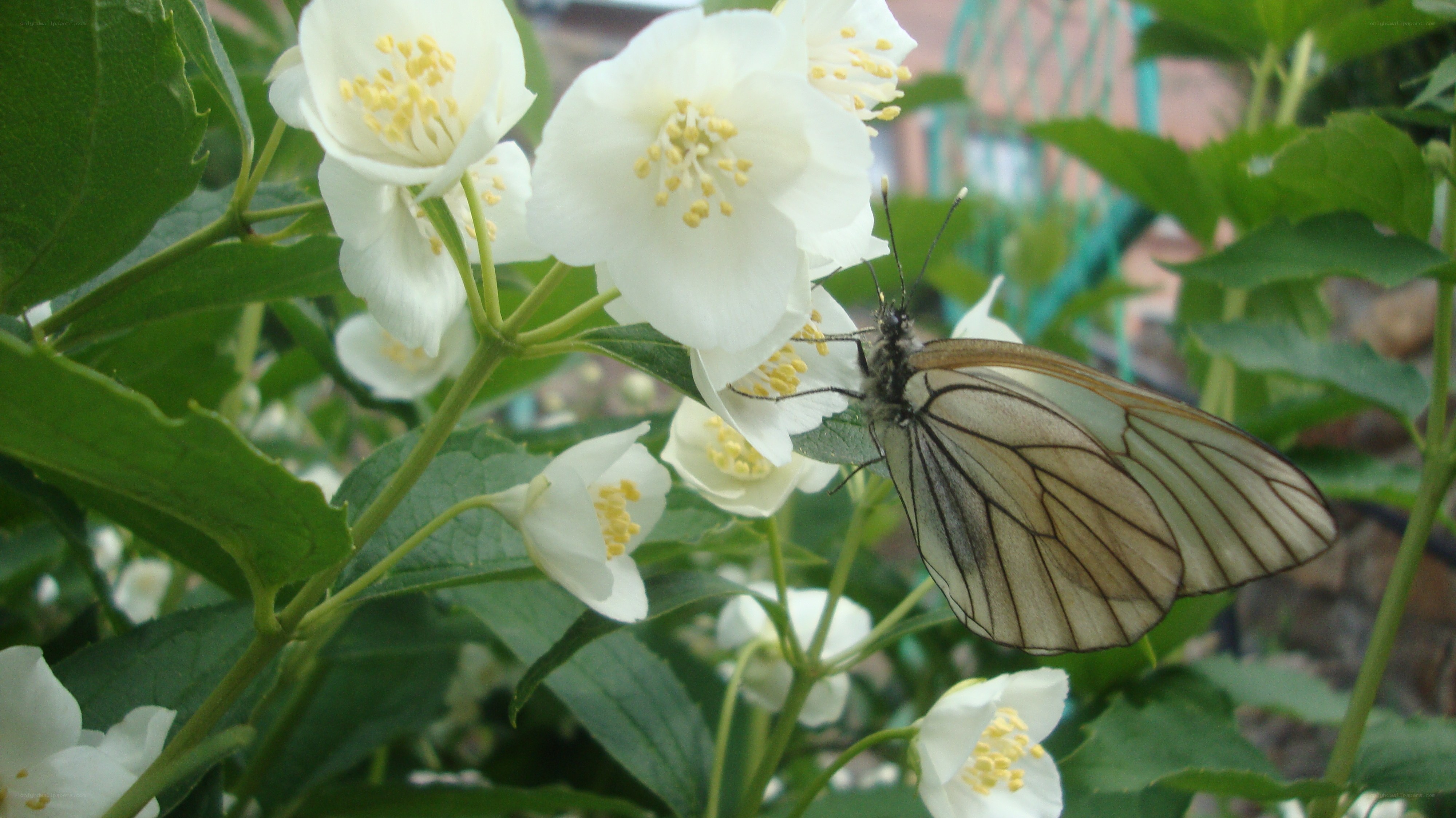 Butterfly on white flowers
