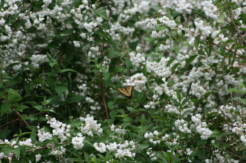 butterfly on white flowers