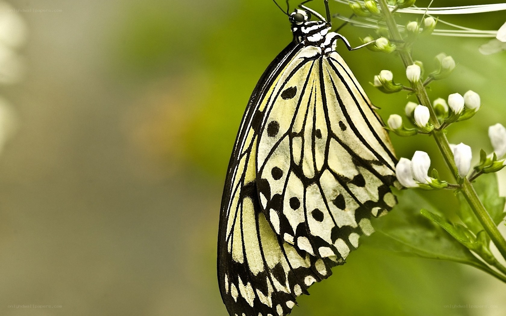 butterfly on white flowers
