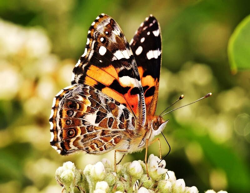 butterfly on white flowers