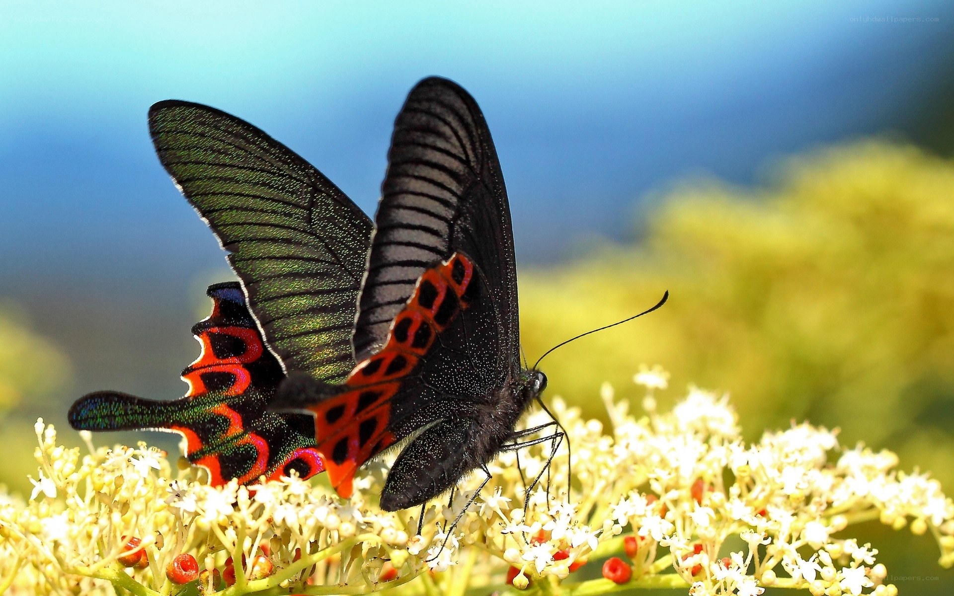 Butterfly on white flowers
