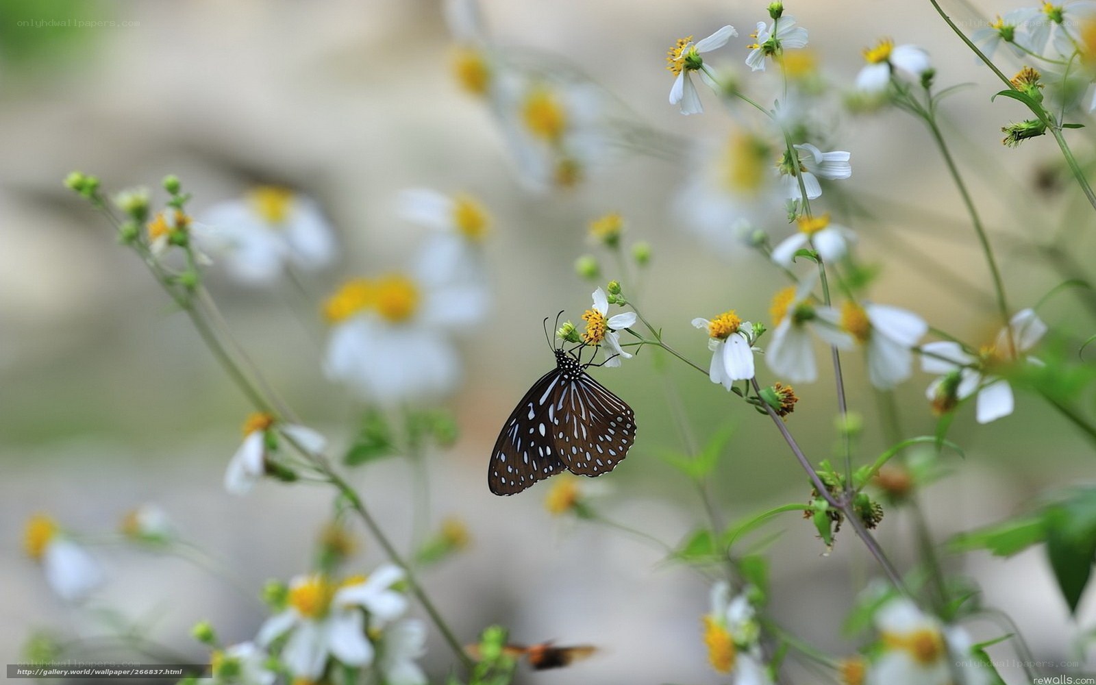 Butterfly on white flowers