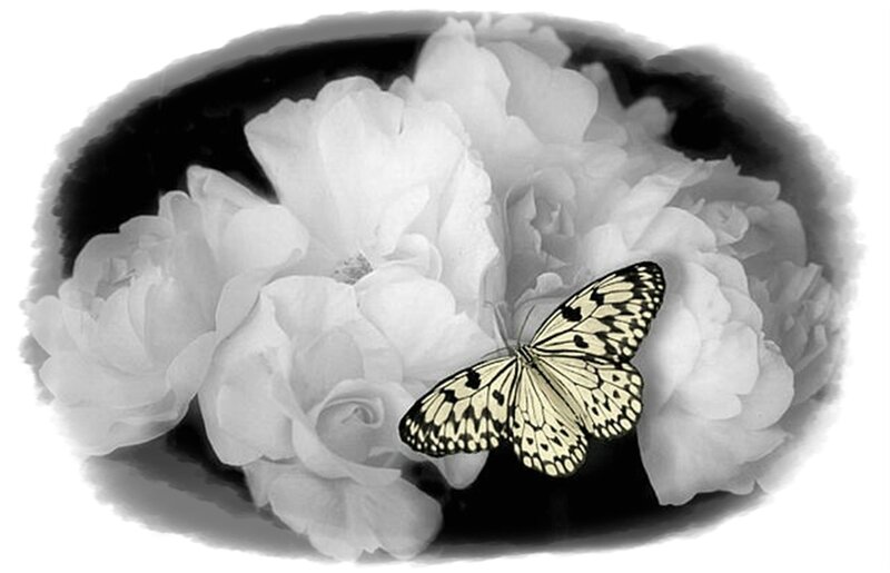 Butterfly on White Flowers — Black