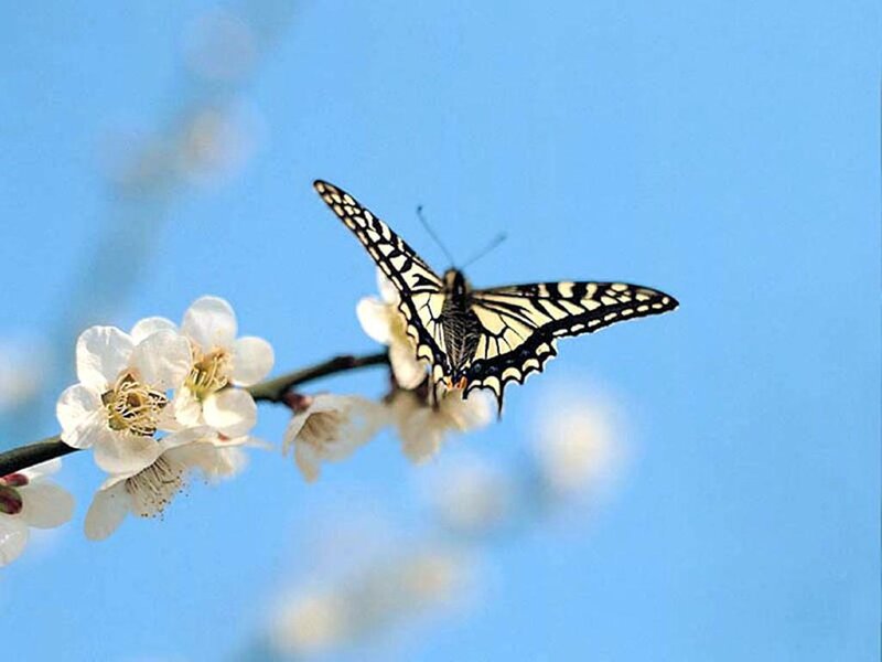 Butterfly on White Flowers — Blue