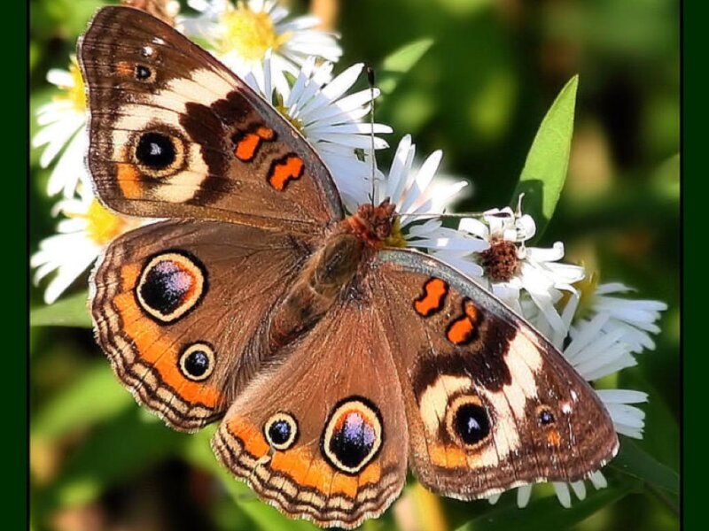Butterfly on White Flowers — Brown