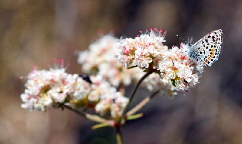 Butterfly on White Flowers — Calm, Afternoon