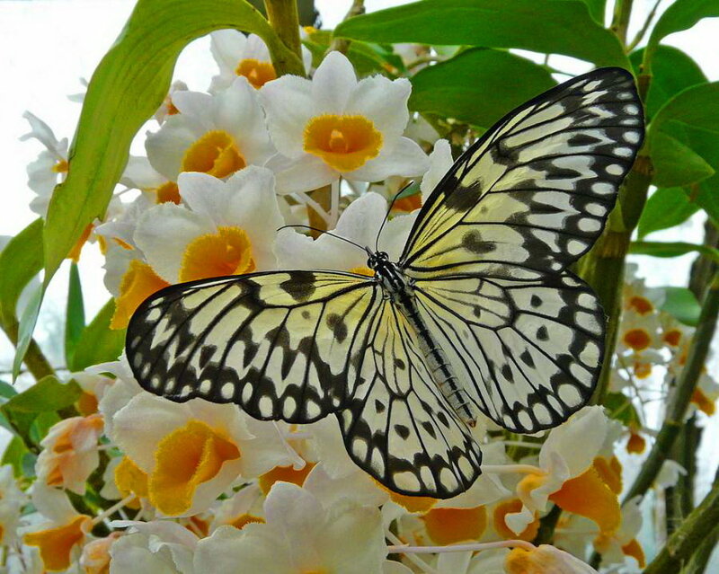 Butterfly on White Flowers — Calm