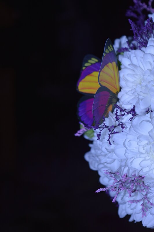 Butterfly on White Flowers — Dramatic