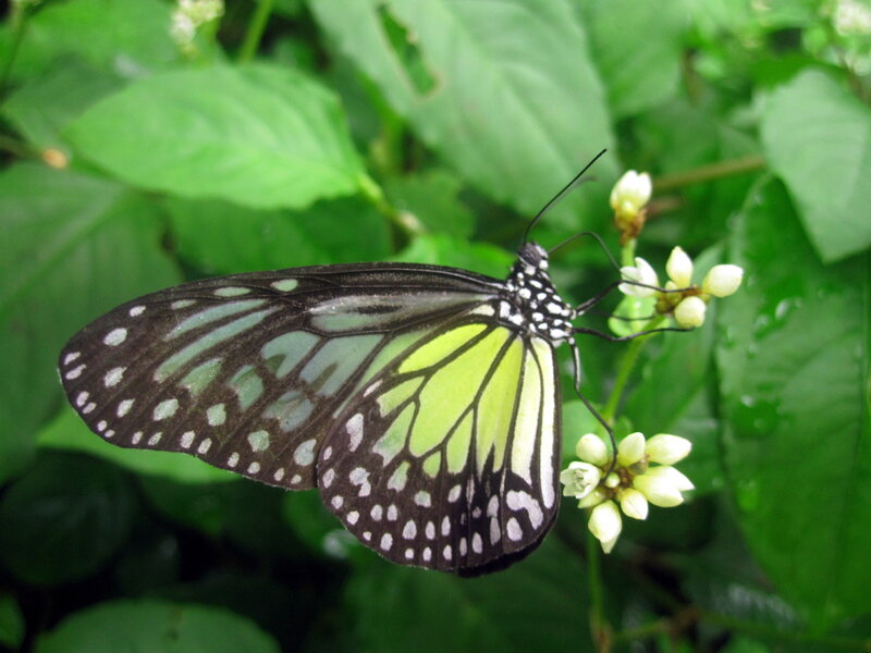 Butterfly on White Flowers — Green, Calm