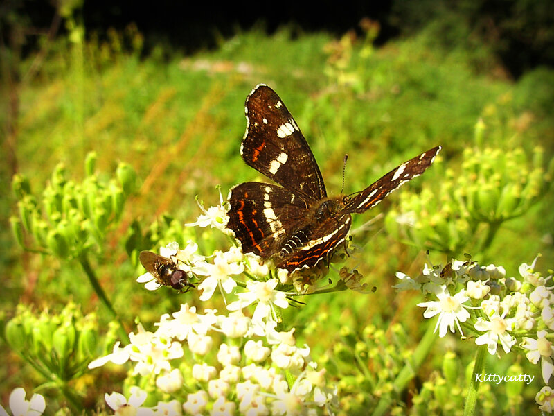 Butterfly on White Flowers — Green, Natural