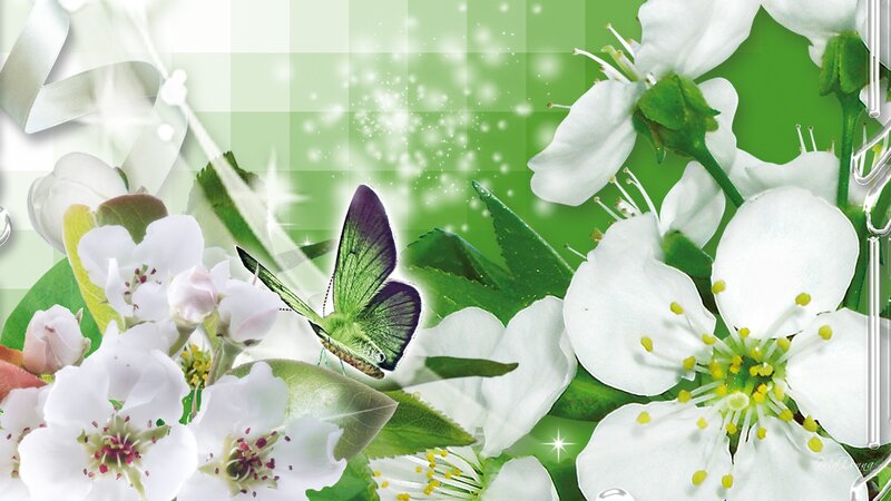 Butterfly on White Flowers — Green