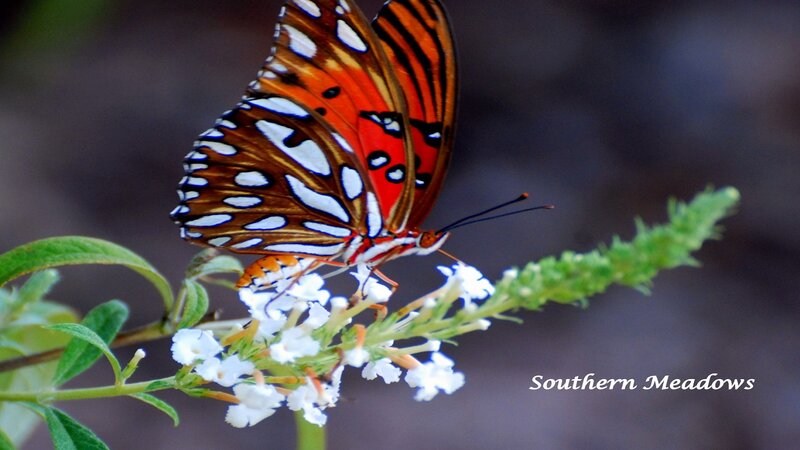 Butterfly on White Flowers — Orange, Calm