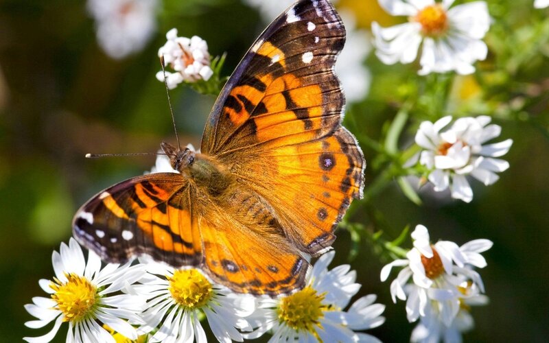 Butterfly on White Flowers — Orange, Serene, Afternoon, Photograph