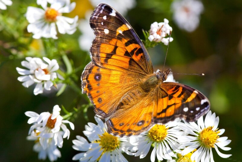 Butterfly on White Flowers — Orange, Serene, Afternoon