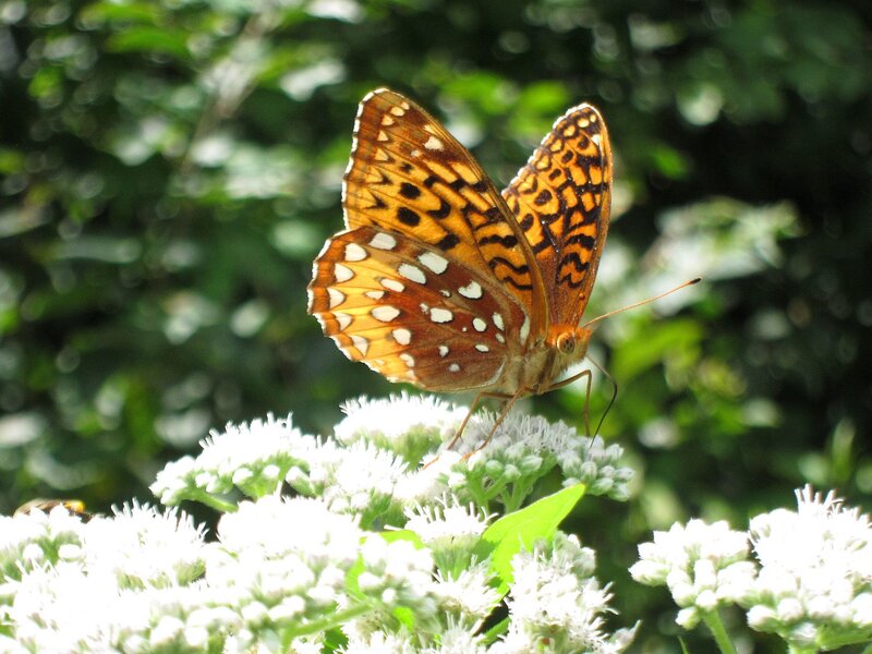 Butterfly on White Flowers — Orange, Serene