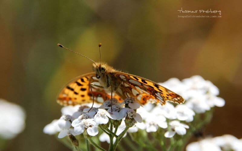 Butterfly on White Flowers — Serene, Afternoon, Photograph, Antennae