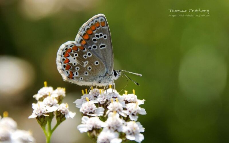 Butterfly on White Flowers — Serene, Afternoon, Photograph, Green Background