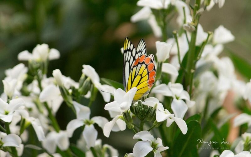 Butterfly on White Flowers — Serene, Afternoon, Photograph, Plants, Greenery