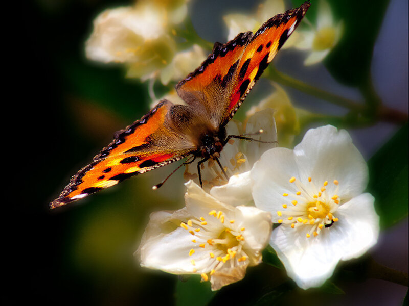 Butterfly on White Flowers — Serene, Afternoon