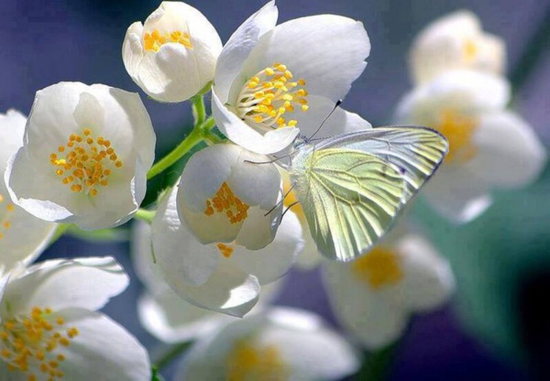Butterfly on White Flowers — Serene, Morning, Photograph
