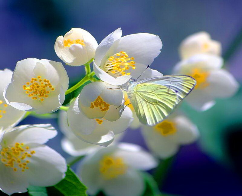 Butterfly on White Flowers — Serene, Morning