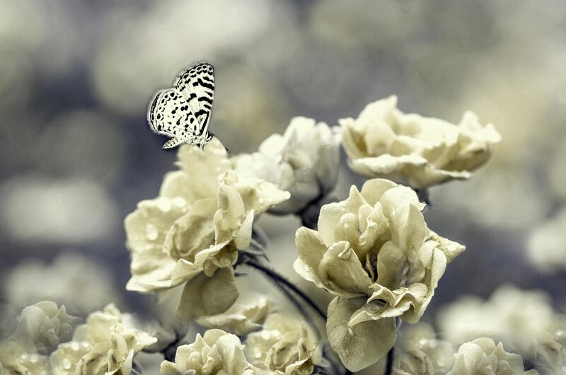 Butterfly on White Flowers — Serene, Photograph, Drops