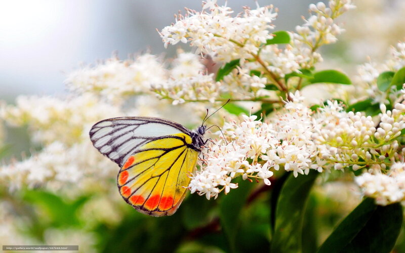 Butterfly on White Flowers — Serene, Spring, Photograph, Green Leaves, Insect