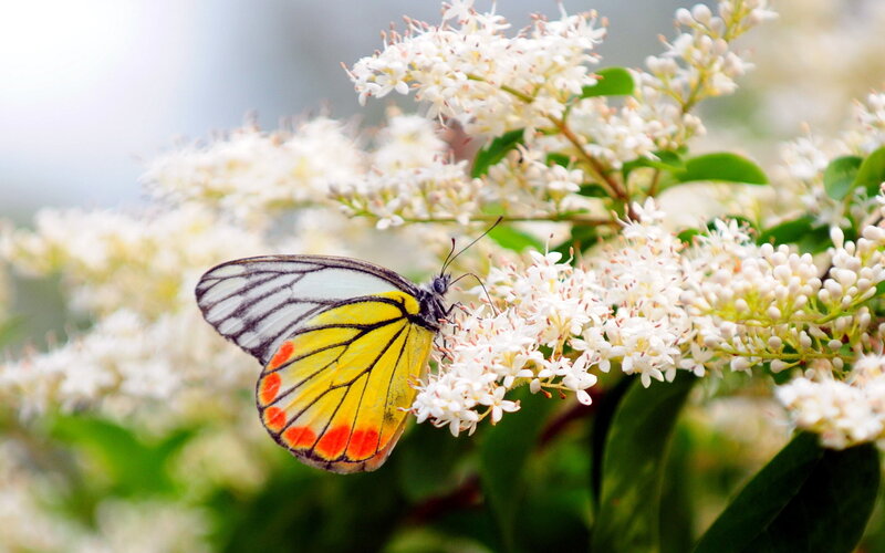 Butterfly on White Flowers — Serene, Spring, Photograph, Green Leaves