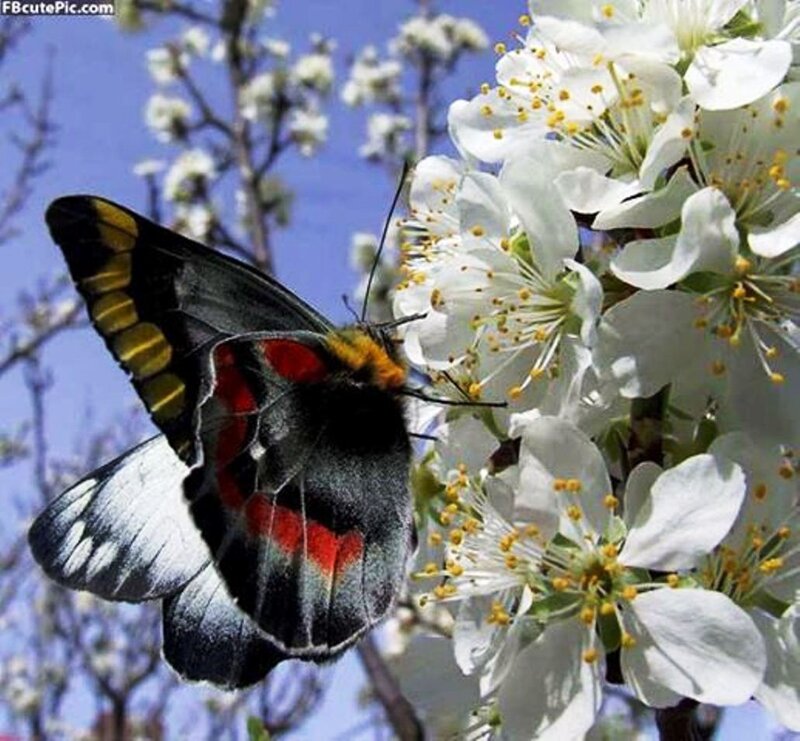 Butterfly on White Flowers — Serene, Spring, Photograph, Sky